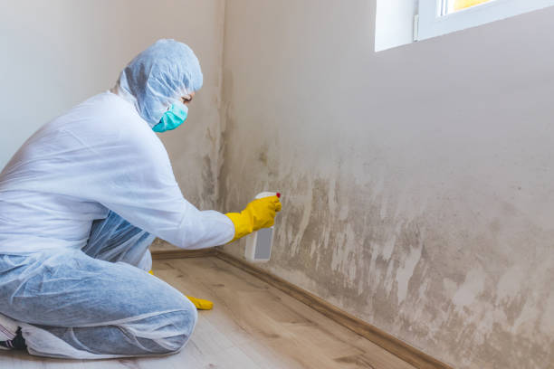 Licensed Basement Mold Remediation service in Gloucester City, NJ - Car Mold Remediation