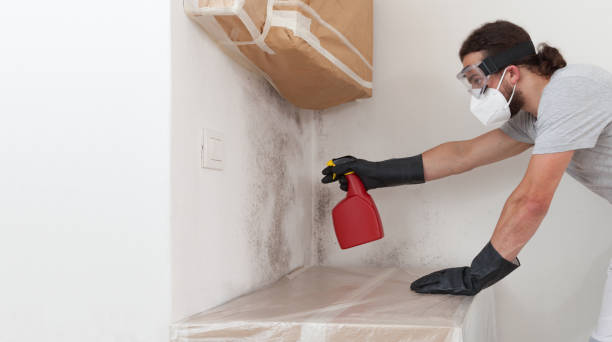 Professional Basement Mold Remediation technician working in Gloucester City, NJ