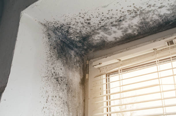 Affordable Basement Mold Remediation solutions in Gloucester City, NJ